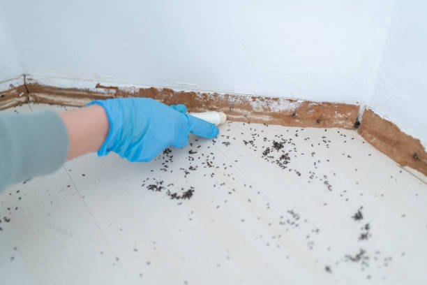Pest Prevention Services in La Villa, TX